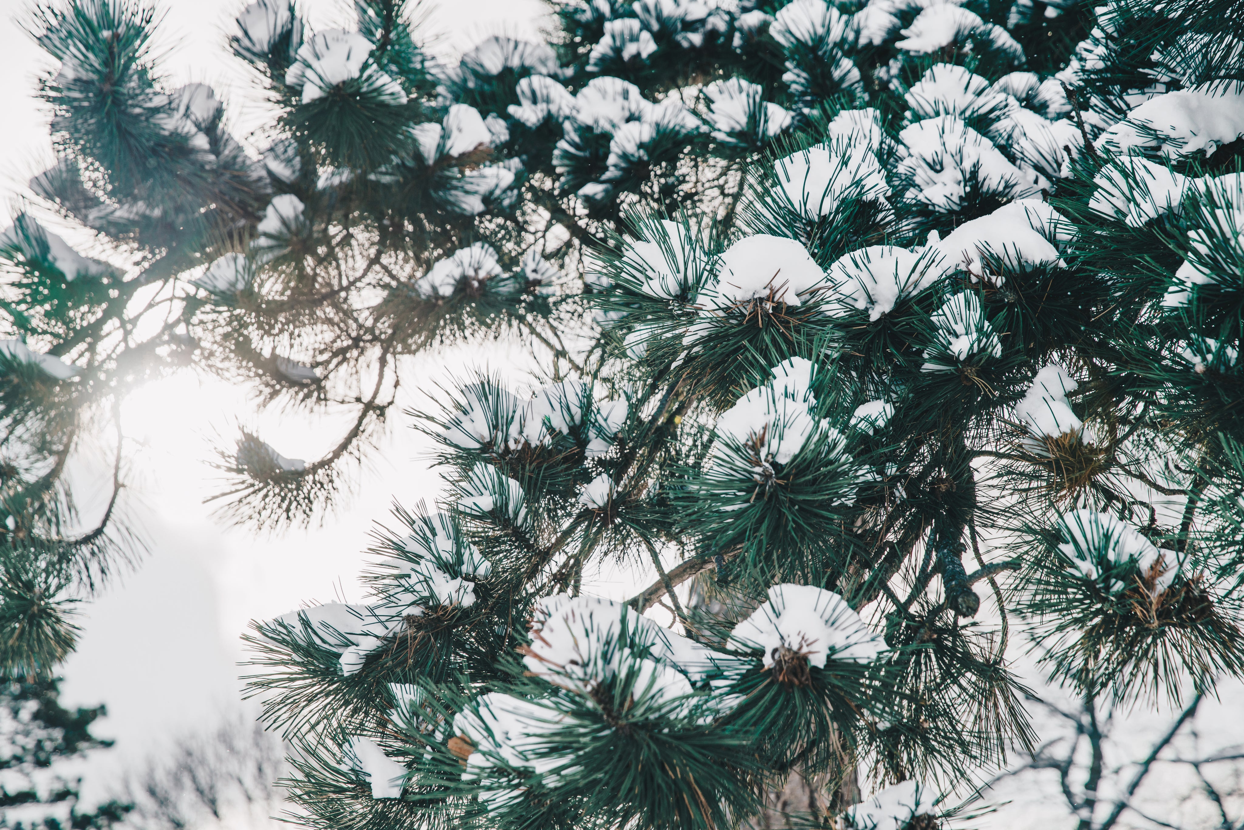 back-light-pine-tree-in-snow.jpg